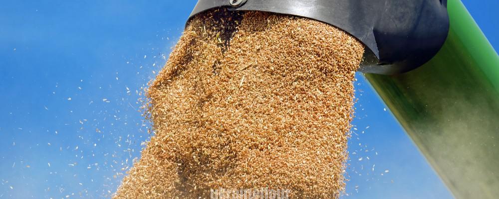 wheat-1508654